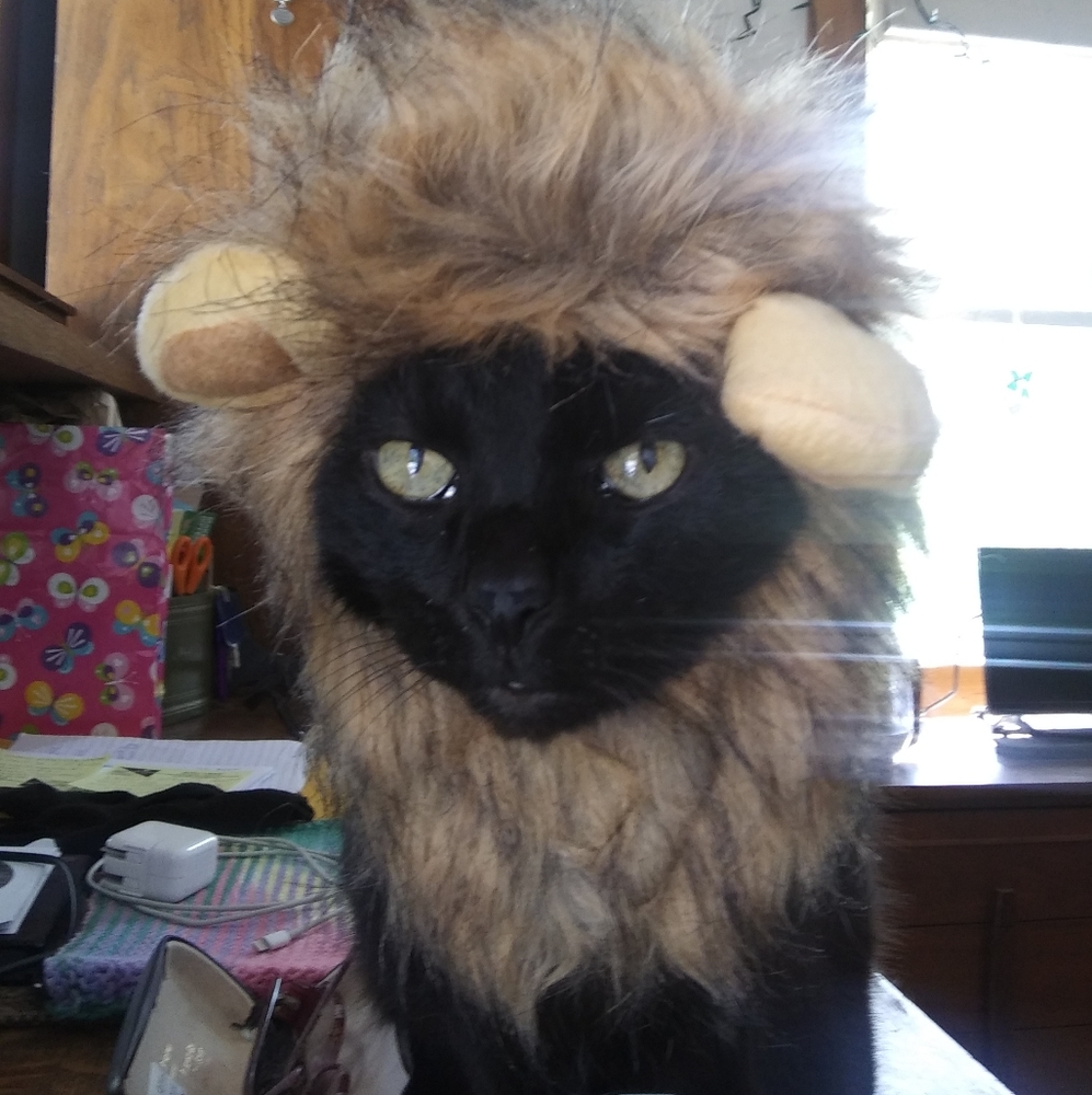 Lion's mane pet hat/costume